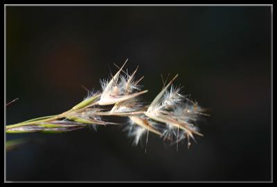 Native grass seeds
