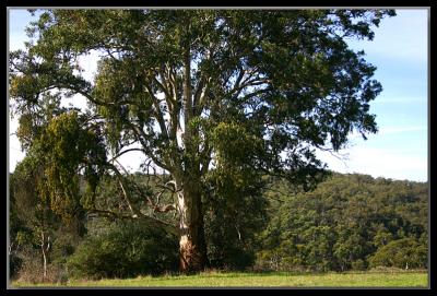 Gum tree on a back road