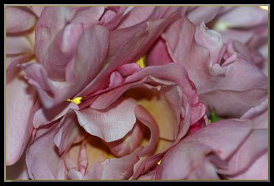 Late autumn roses...
