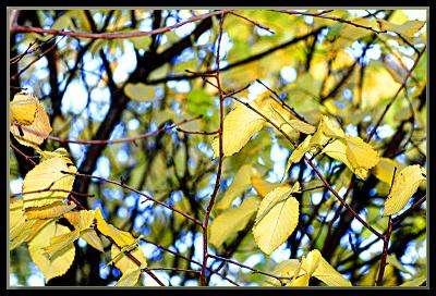 Last of the golden elm leaves