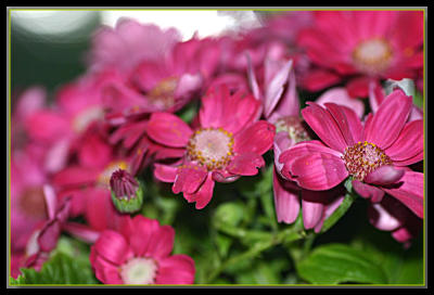 A cluster of pink....