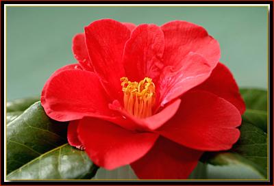 Camellia Wildfire