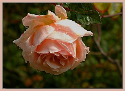 A winter rose...