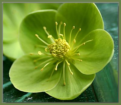 Hellebore - or winter rose