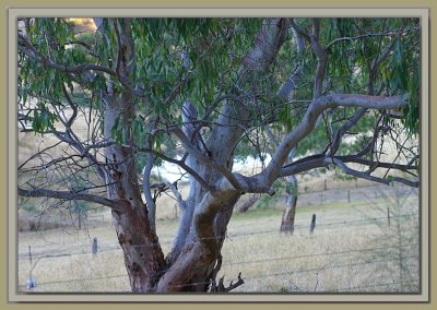 A young eucalyptus tree surviving the heat