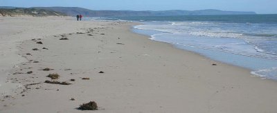 Beach walkers logo.jpg