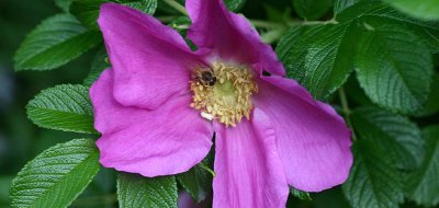 Rugosa rose logo.jpg