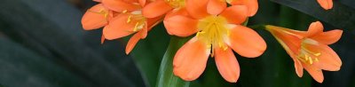 clivia logo.jpg