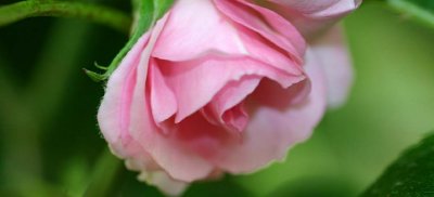 pink rose logo.jpg