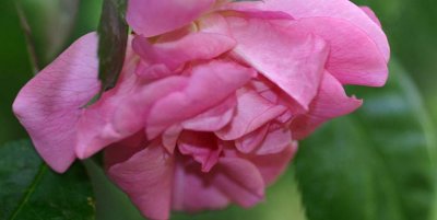 Pinkie rose logo.jpg