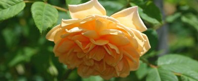 Gold rose logo.jpg