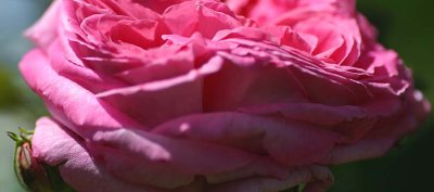 mid pink ruffled rose logo.jpg