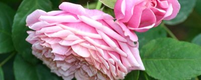 Ruffled pink rose logo.jpg