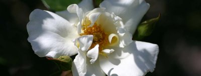 White found rose logo.jpg