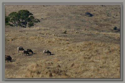 Sheep on the hill