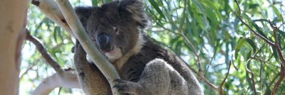Koala logo for new lens gallery.jpg