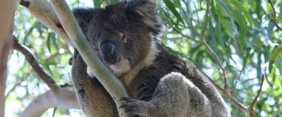 Koala logo for new lens gallery.2.jpg