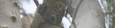 Koala logo Jan 08.02.jpg