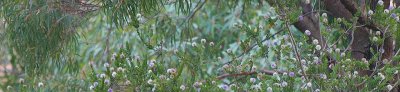 Gumbranch and melaleuca logo2.jpg