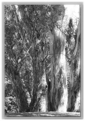Copse of gumtrees in the park
