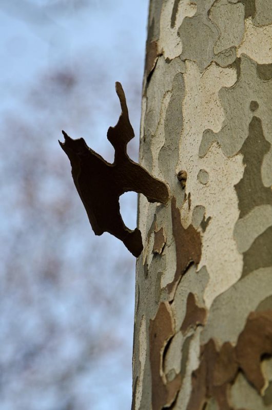 Oh un monstre des bois!