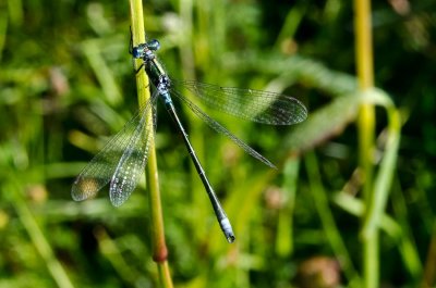 nature-11.jpg