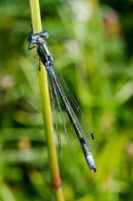 nature-13.jpg