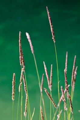nature-3.jpg