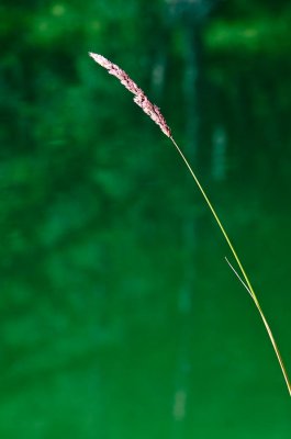 nature-4.jpg