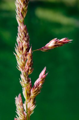 nature-8.jpg