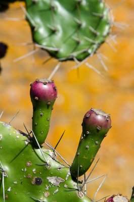Nombreux cactus
