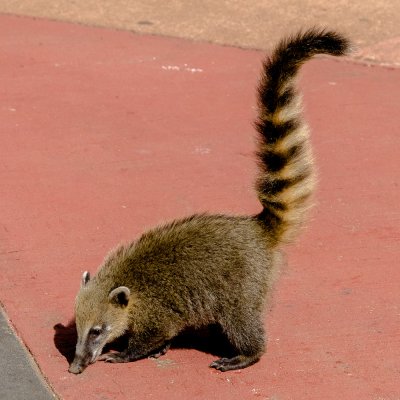 Coati