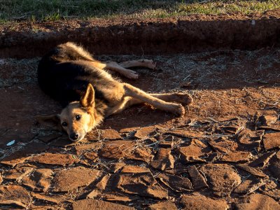 San Ignacio : les chiens