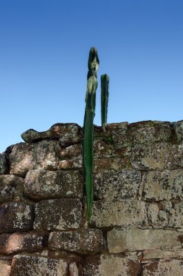 Les cactus poussent sur les murs