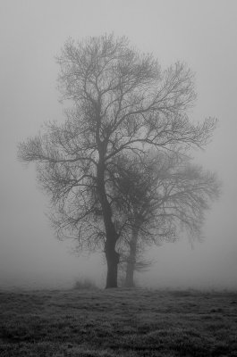 Jour de brouillard