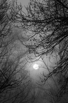 Jour de brouillard