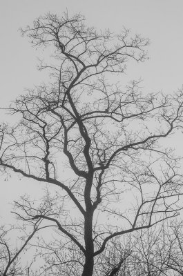 Jour de brouillard