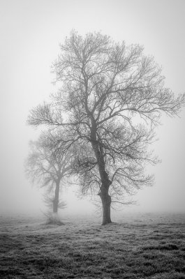 Jour de brouillard