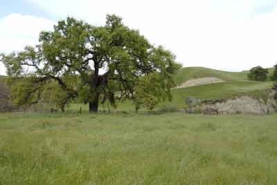 California at its greenest.