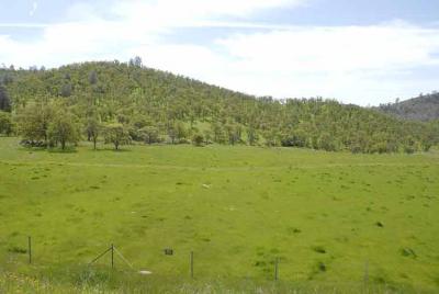 More California green.