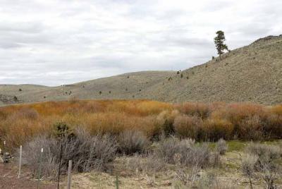 Colorful brush along the mostly barren road.