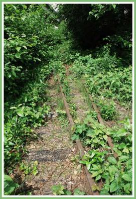 Under the greenery is a switch.