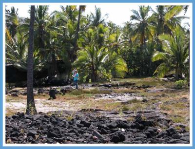Trees do very well in this rocky soil.