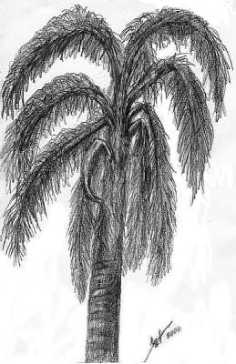 palm-tree2.