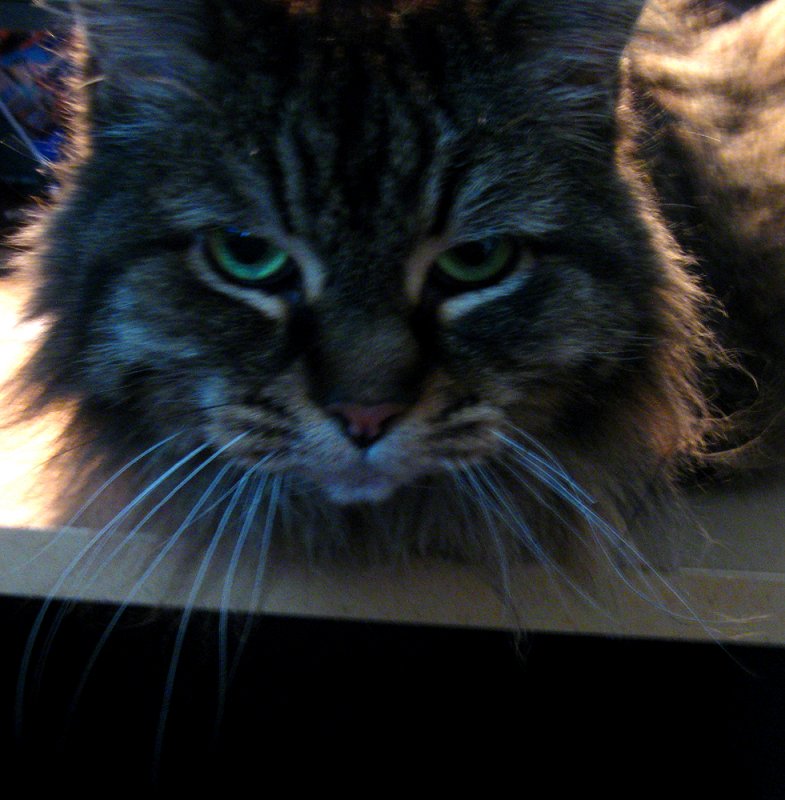 Sissi' eyes