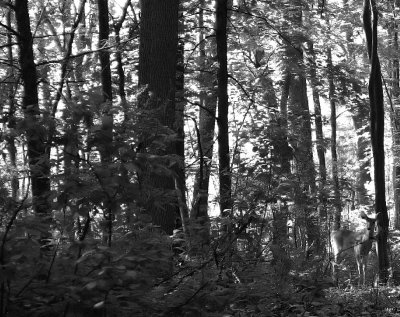 Image 022.jpg