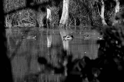 Image 029.jpg