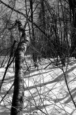 Trees in black and white