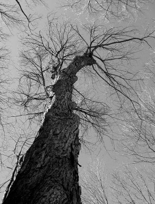 Majestueux / Imposing