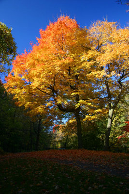 Couleurs d'automne / Autumn colors